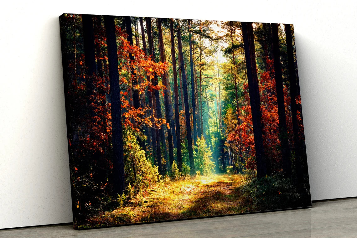 Sunrays in Autumn Forest Photograph Acrylic Glass Print Tempered Glass Wall Art 100% Made in Australia Ready to Hang