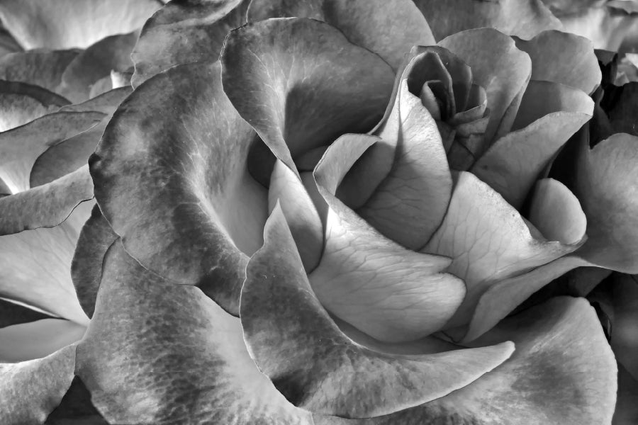 Rose Flower Petals Closeup B&W Photograph Home Decor Premium Quality Poster Print Choose Your Sizes