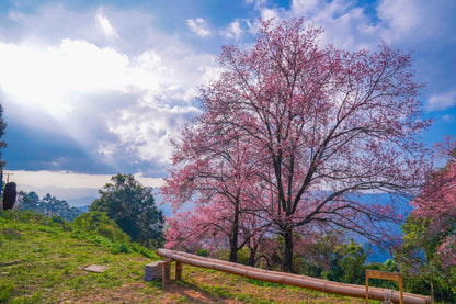 Cherry Blossom Tree on Hill View Photograph Home Decor Premium Quality Poster Print Choose Your Sizes