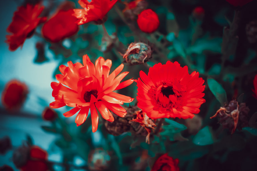 Orange Artificial Flowers View Photograph Print 100% Australian Made