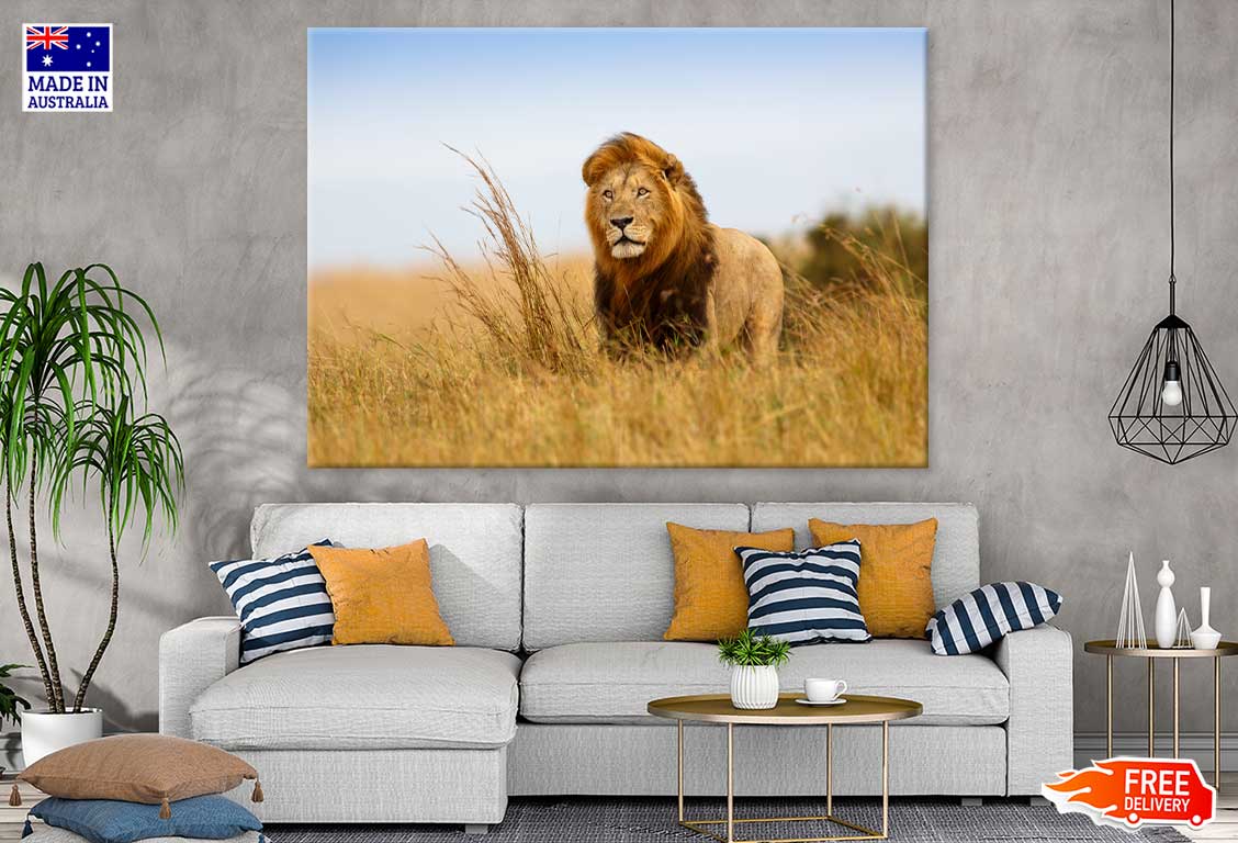 Lion Walking on Grass Field View Photograph Print 100% Australian Made