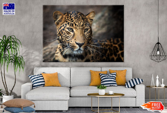 Young Leopard Face Coseup View Photograph Print 100% Australian Made