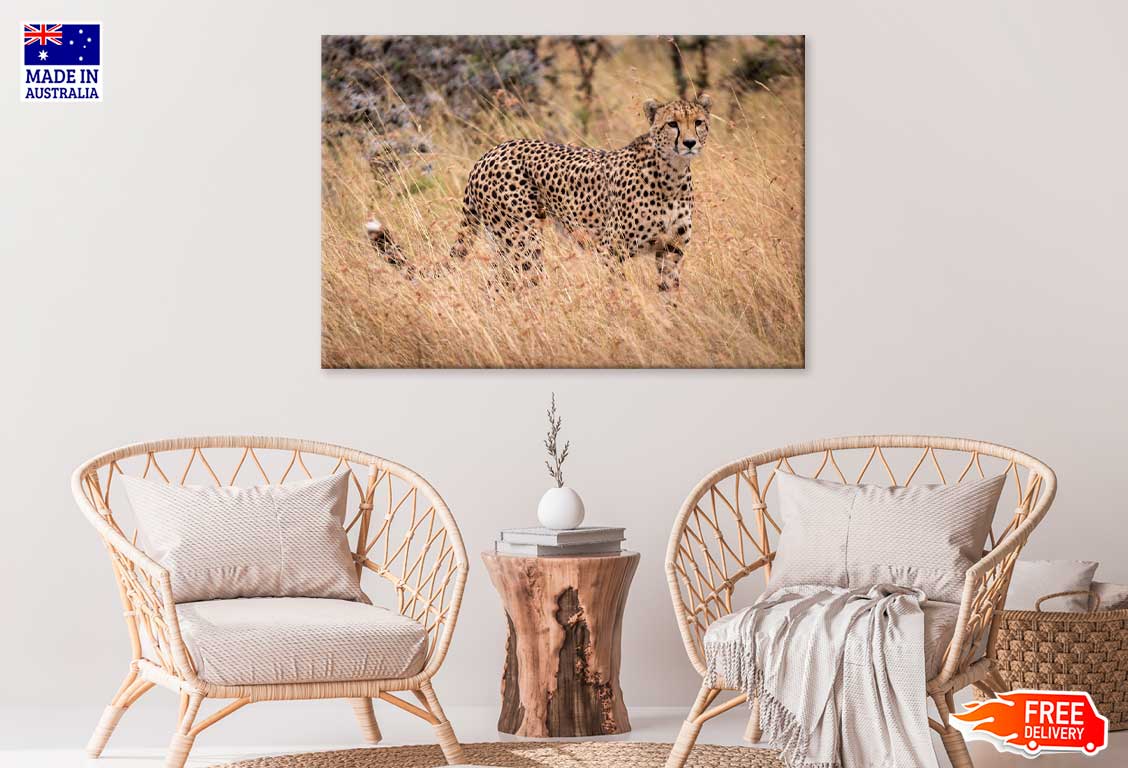 African Cheetah Walking Field Photograph Print 100% Australian Made