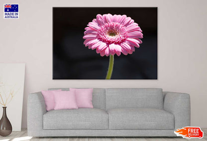 Pink Gerbera Flower on Dark View Photograph Print 100% Australian Made