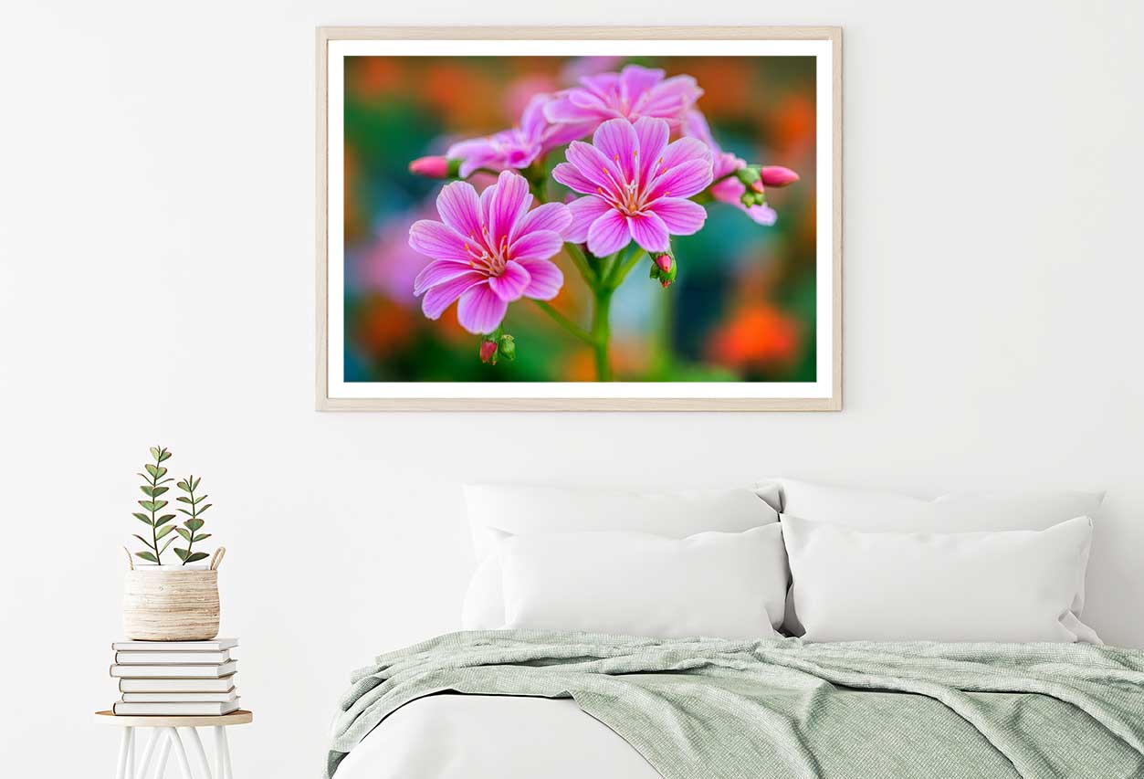 Pink Lewisia Flowers Closeup View Photograph Home Decor Premium Quality Poster Print Choose Your Sizes