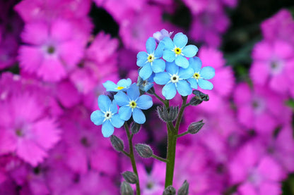 Myosotis Alpestris Blue Flowers View Photograph Print 100% Australian Made