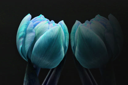 Green Blue Tulip on Dark View Photograph Print 100% Australian Made