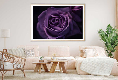 Purple Rose on Dark Closeup View Home Decor Premium Quality Poster Print Choose Your Sizes