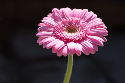 Pink Gerbera Flower on Dark View Photograph Print 100% Australian Made