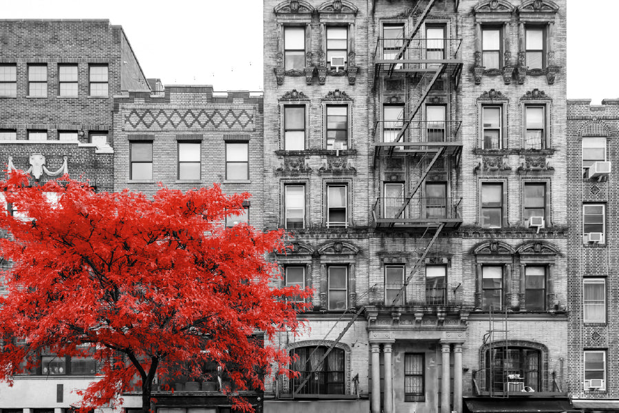 East Village & Red Tree B&W View Photograph Print 100% Australian Made