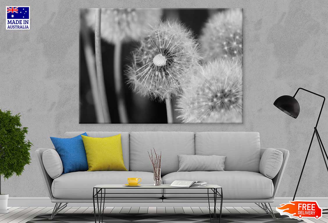 Dandelions Closeup B&W Photograph Print 100% Australian Made