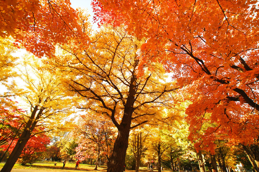 Orange Autumn Trees on Garden View Photograph Home Decor Premium Quality Poster Print Choose Your Sizes