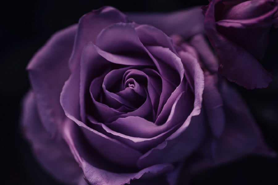 Purple Rose on Dark Closeup View Home Decor Premium Quality Poster Print Choose Your Sizes