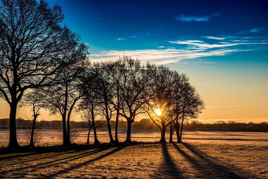 Dead Tree at Sunrise Photograph Print 100% Australian Made