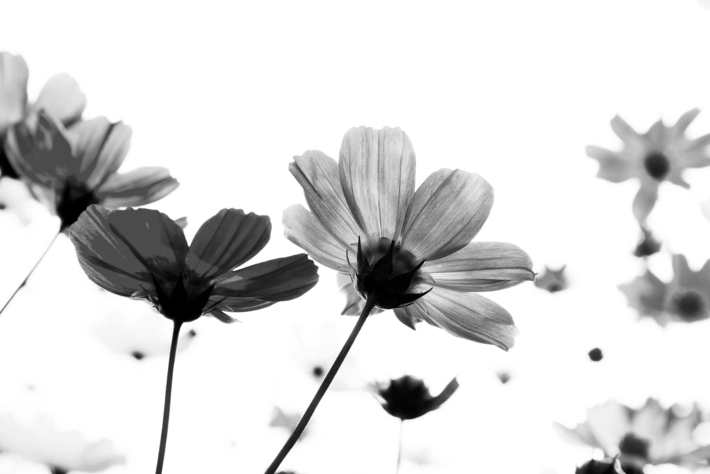 B&W Floral Closeup Photograph Design Print 100% Australian Made