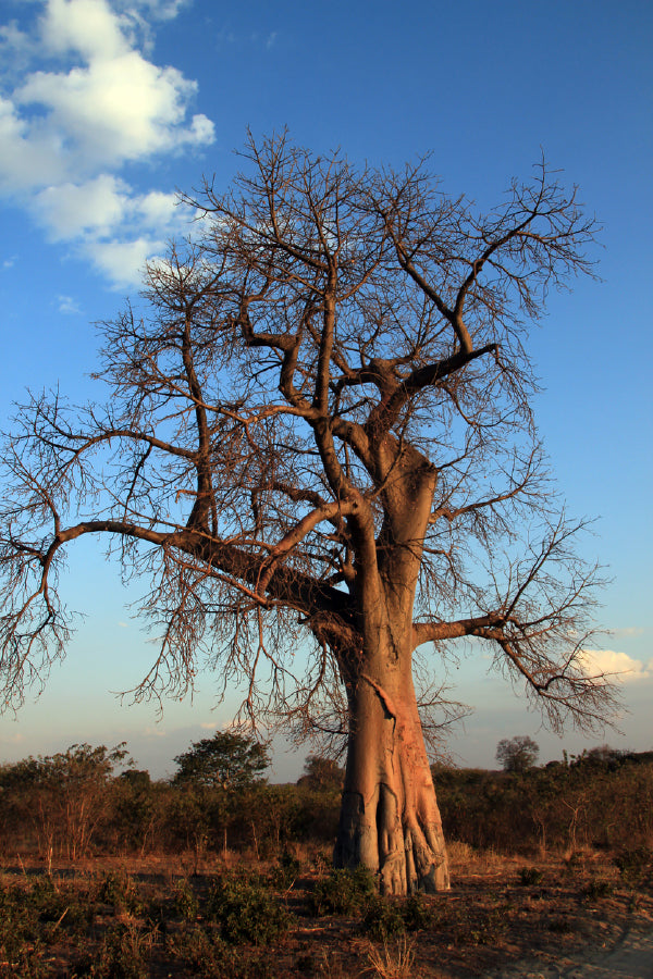 Baobab Tree & Blue Sky View Photograph Print 100% Australian Made