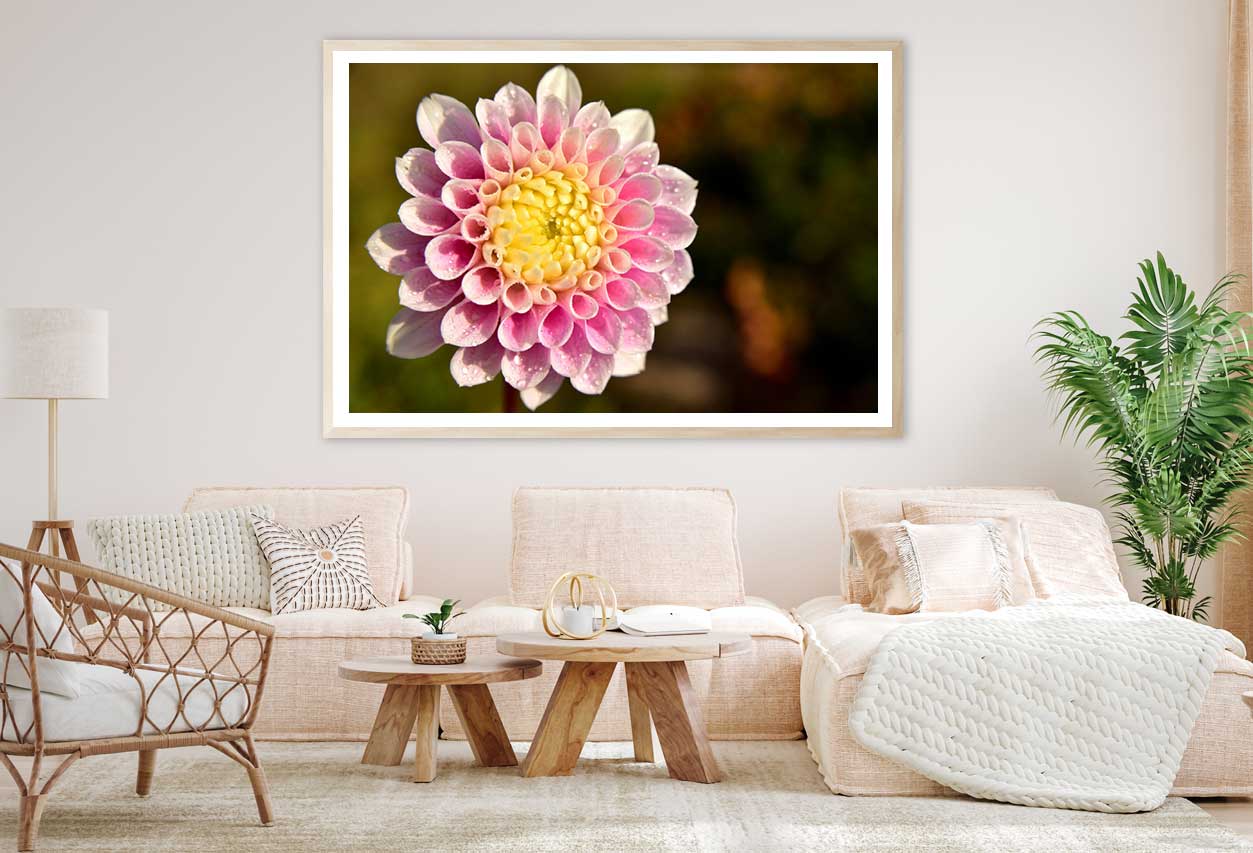 White Pink Dahlia Closeup View Photograph Home Decor Premium Quality Poster Print Choose Your Sizes