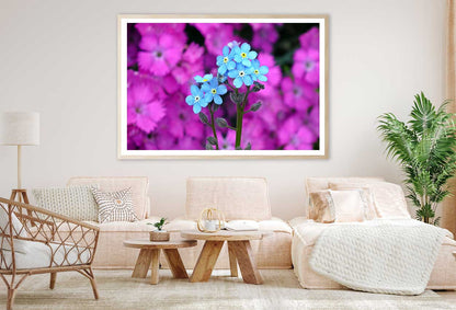 Myosotis Alpestris Blue Flowers View Photograph Home Decor Premium Quality Poster Print Choose Your Sizes