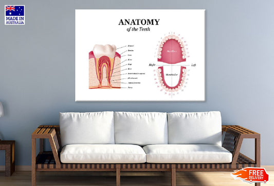 Adult Tooth Anatomy Chart Vector Art Print 100% Australian Made