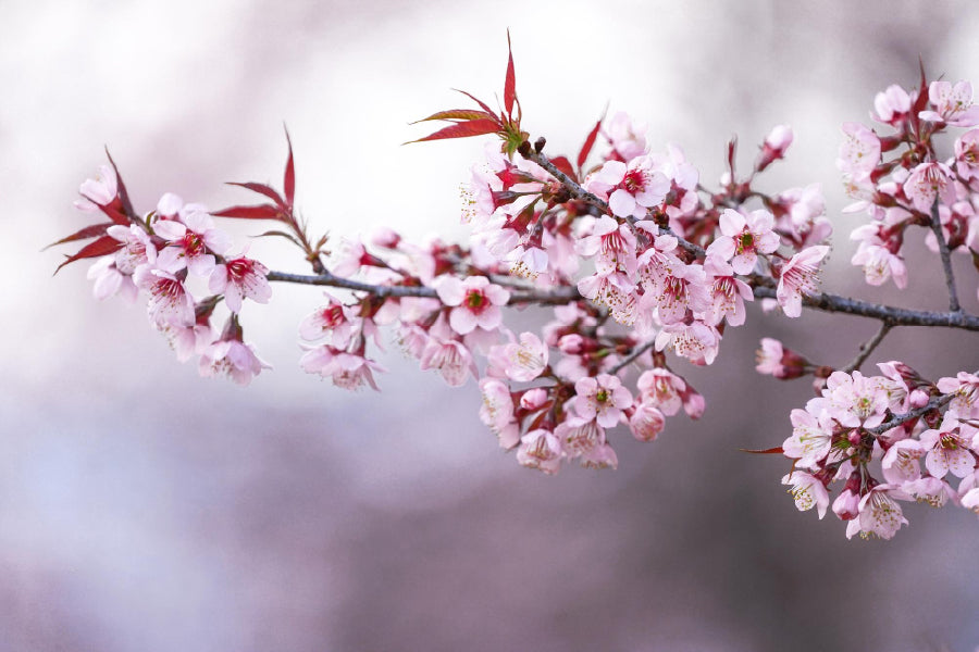 White Pink Prunus Flowers Closeup View Photograph Home Decor Premium Quality Poster Print Choose Your Sizes