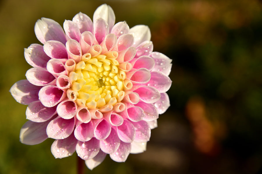 White Pink Dahlia Closeup View Photograph Home Decor Premium Quality Poster Print Choose Your Sizes