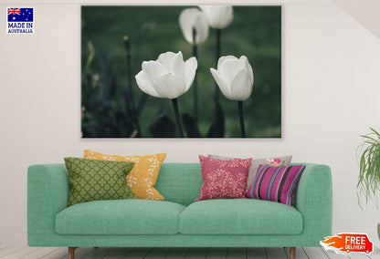 White Tulip Flowers Closeup Photograph Print 100% Australian Made