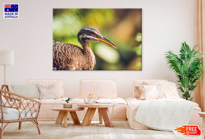 Sunbittern Bird Side View Phootgraph Print 100% Australian Made