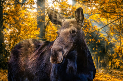 Moose in Forest Closeup Photograph Print 100% Australian Made