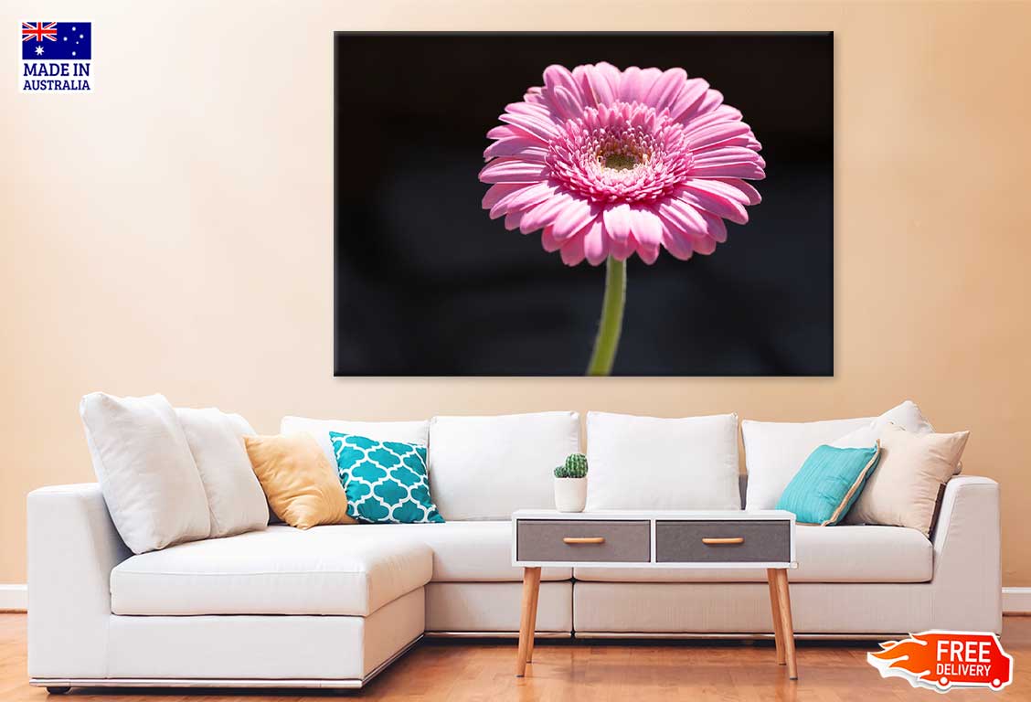 Pink Gerbera Flower on Dark View Photograph Print 100% Australian Made