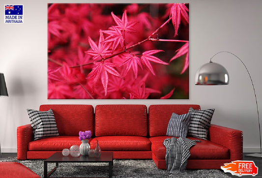 Japanese Maple Tree Leaves Closeup Photograph Print 100% Australian Made