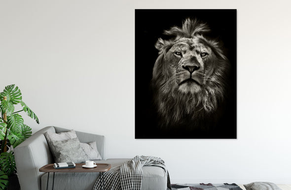 Black and white Lion Stunning Print 100% Australian Made