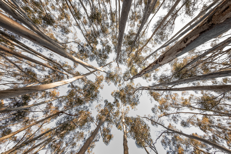 Trees View From Below Photogtaph Print 100% Australian Made