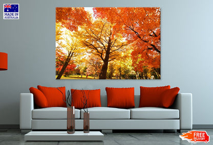 Orange Autumn Trees on Garden View Photograph Print 100% Australian Made