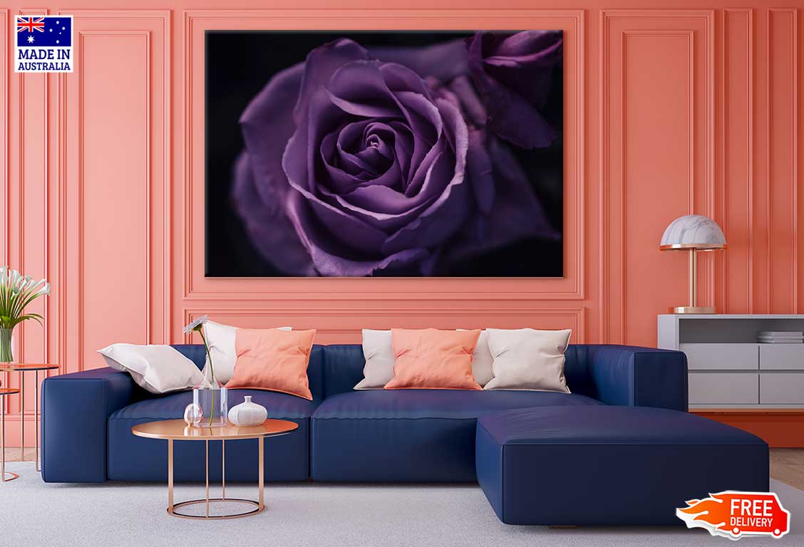 Purple Rose on Dark Closeup View Photograph Print 100% Australian Made