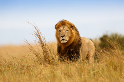 Lion Walking on Grass Field View Photograph Print 100% Australian Made