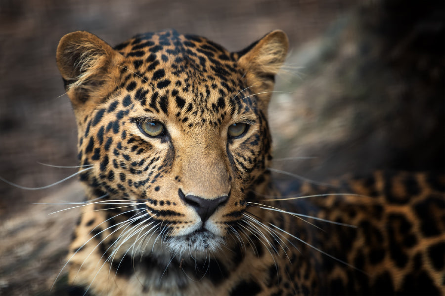 Young Leopard Face Coseup View Photograph Print 100% Australian Made