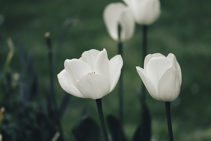 White Tulip Flowers Closeup Photograph Print 100% Australian Made