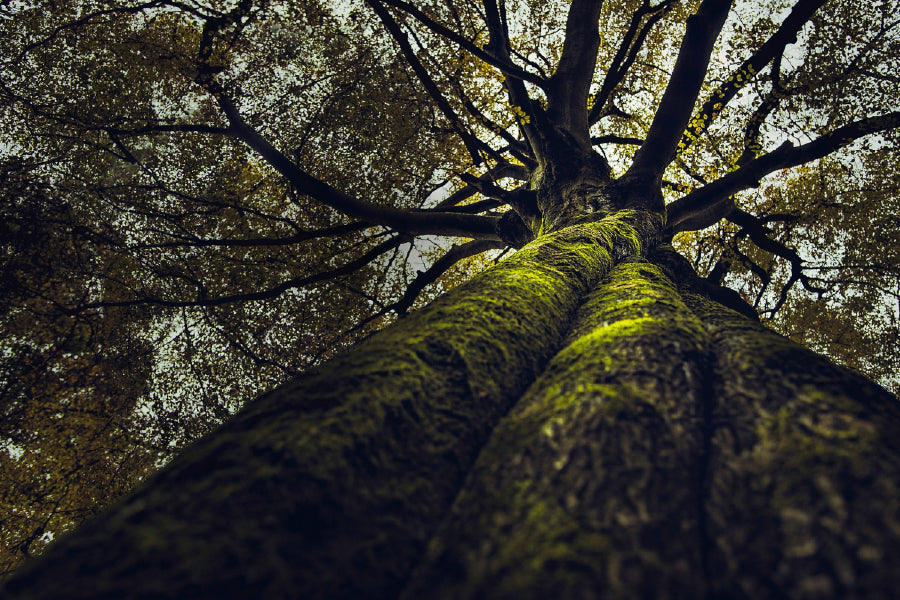 Thick old Tree View From Below Photograph Print 100% Australian Made