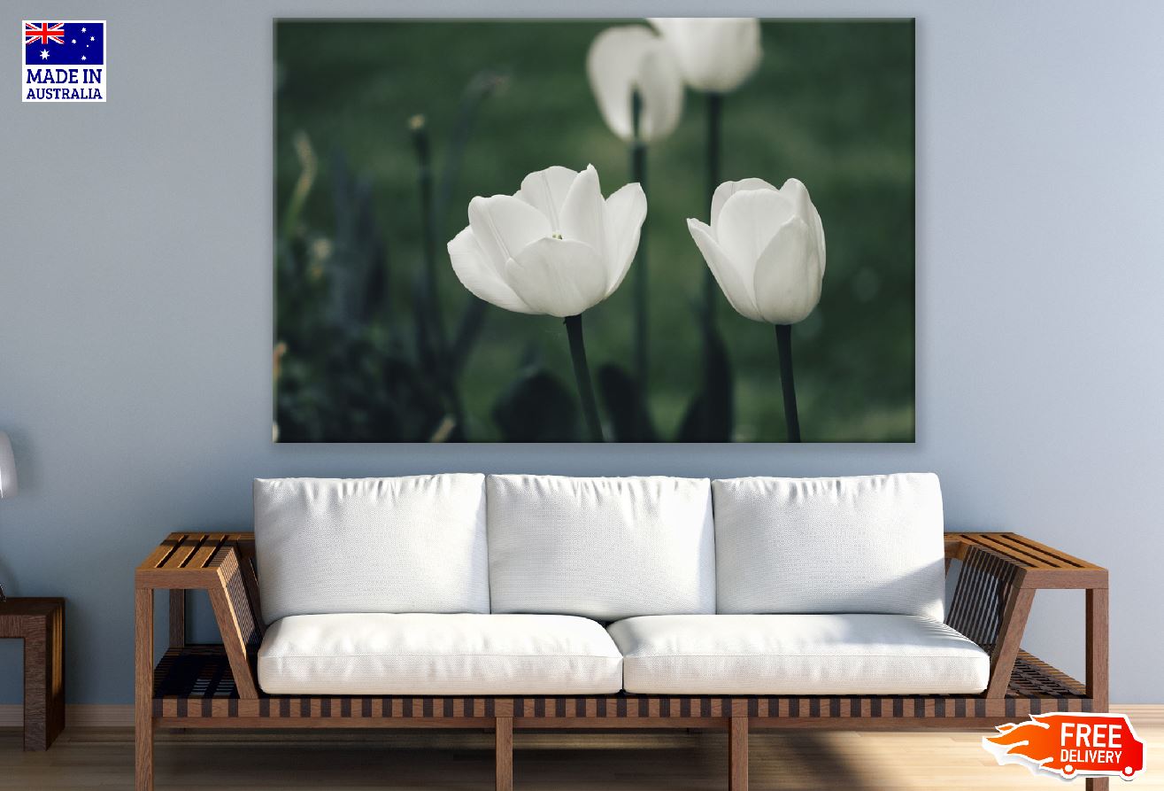 White Tulip Flowers Closeup Photograph Print 100% Australian Made