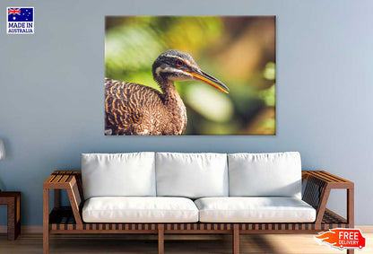 Sunbittern Bird Side View Phootgraph Print 100% Australian Made