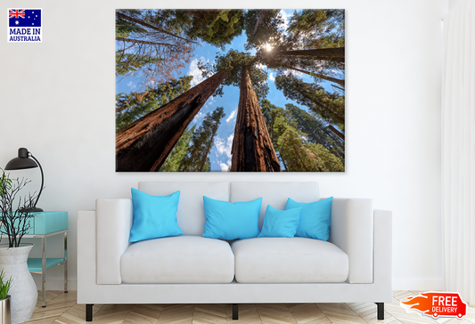 Below Trees & Sky View Photograph Print 100% Australian Made