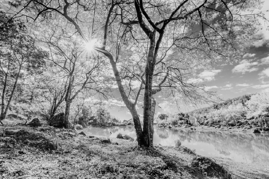 Leafless Trees near Lake B&W Scenery Photograph Print 100% Australian Made