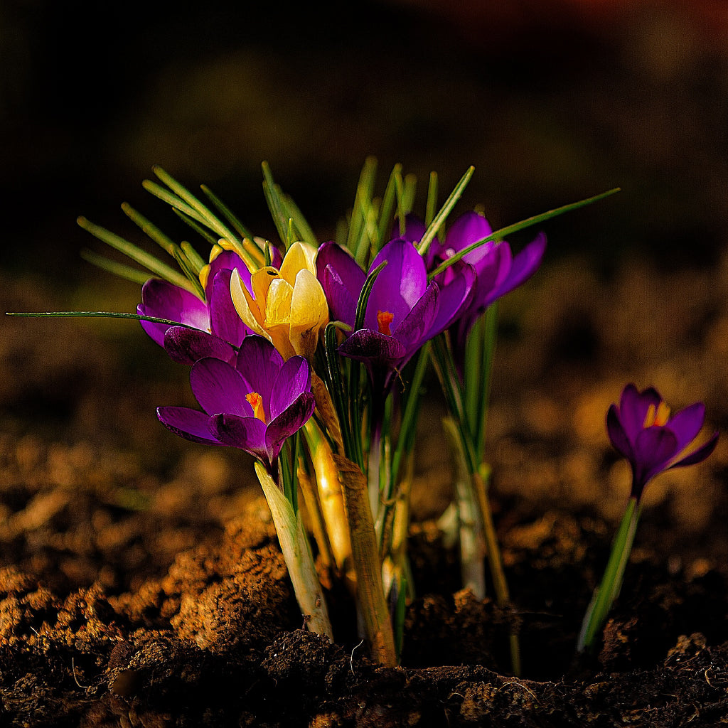 Square Canvas Purple Yellow Blumen Flowers Photograph High Quality Print 100% Australian Made