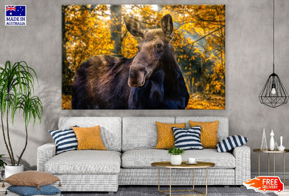 Moose in Forest Closeup Photograph Print 100% Australian Made