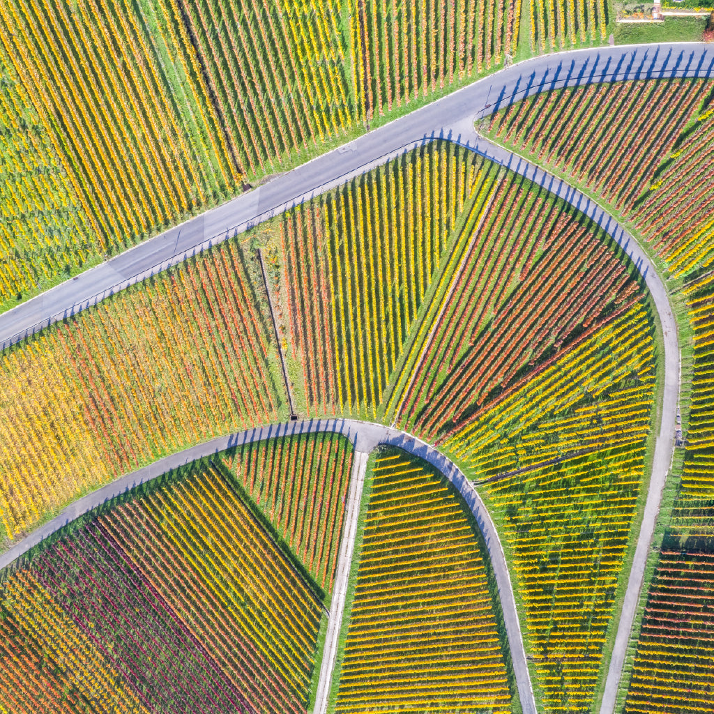 Square Canvas Wine Autumn Field Aerial View Photograph High Quality Print 100% Australian Made