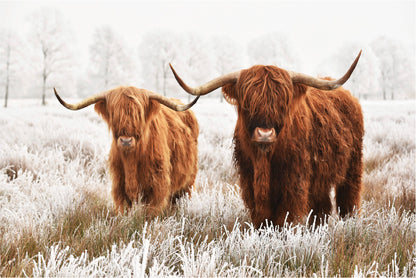 Bella Home Small & Big Highland Cow Print Canvas Ready to hang