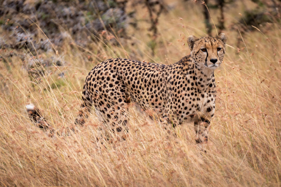 African Cheetah Walking Field Photograph Print 100% Australian Made