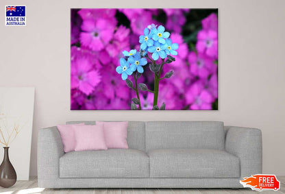 Myosotis Alpestris Blue Flowers View Photograph Print 100% Australian Made