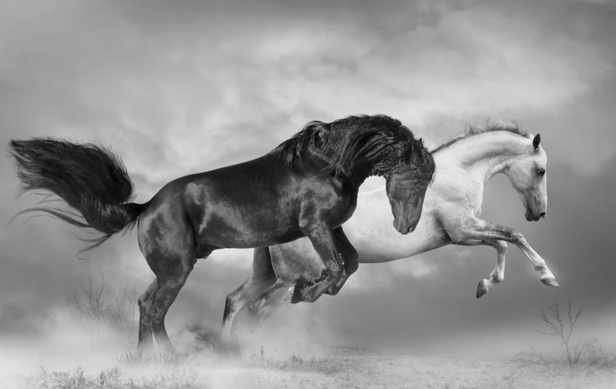 Running Horses B&W Photograph Home Decor Premium Quality Poster Print Choose Your Sizes