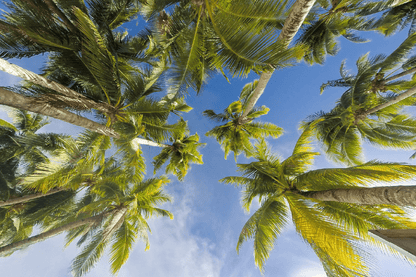 Palm Trees & Blue Sky Photograph Print 100% Australian Made